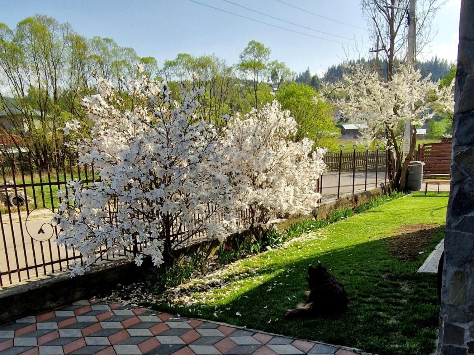 Pensiunea Antonia Vatra Dornei Esterno foto